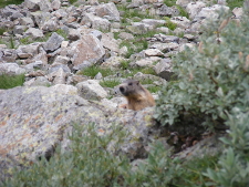 Bergmarmot